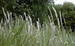 Financial relief will soon be available to assist Alabama landowners adversely affected by the non-native, invasive noxious weed, cogongrass