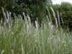 Financial relief will soon be available to assist Alabama landowners adversely affected by the non-native, invasive noxious weed, cogongrass