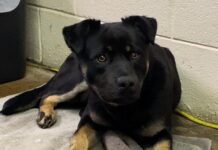 Pet of the Week: Shake paws with Carl!