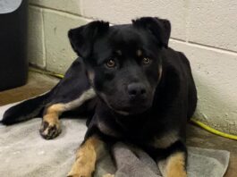 Pet of the Week: Shake paws with Carl!