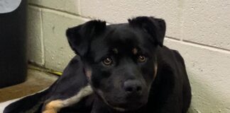 Pet of the Week: Shake paws with Carl!