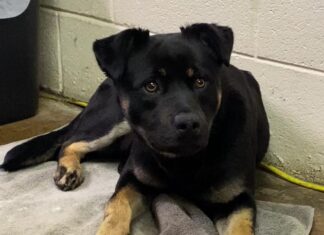 Pet of the Week: Shake paws with Carl!