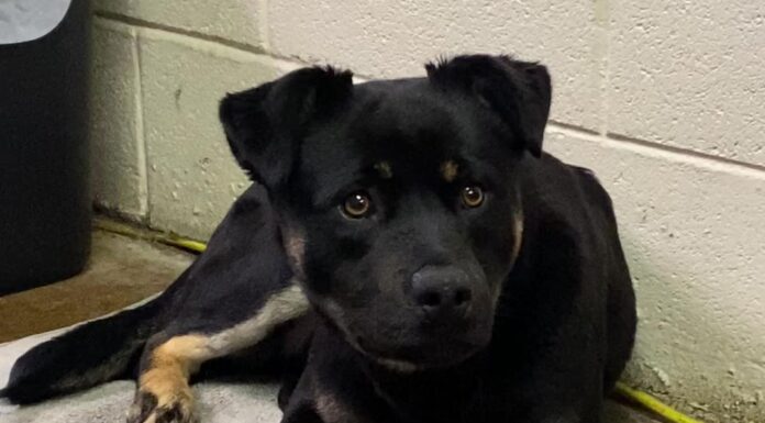 Pet of the Week: Shake paws with Carl!