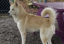 Pet of the Week: Frolic in the snow with Winter!