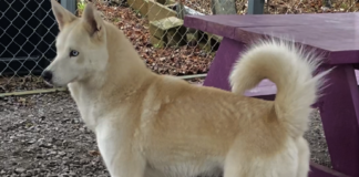 Pet of the Week: Frolic in the snow with Winter!