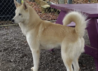 Pet of the Week: Frolic in the snow with Winter!