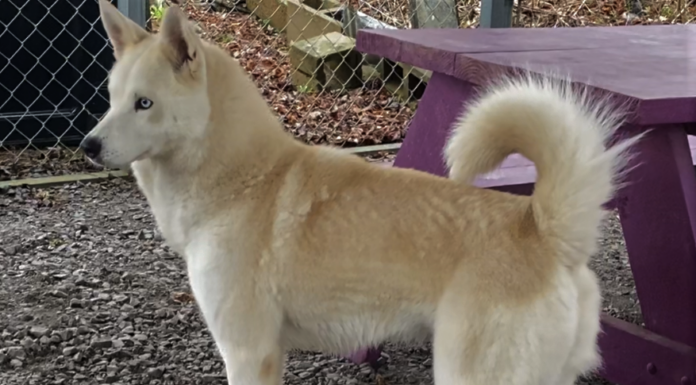 Pet of the Week: Frolic in the snow with Winter!