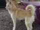 Pet of the Week: Frolic in the snow with Winter!