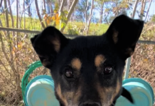 Pet of the Week: Share a smile with Salvatore!