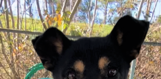 Pet of the Week: Share a smile with Salvatore!