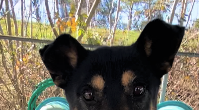 Pet of the Week: Share a smile with Salvatore!