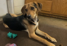 Pet of the Week: Make some room for Murphy!