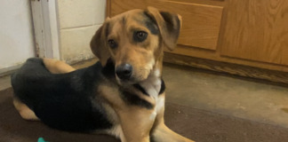 Pet of the Week: Make some room for Murphy!