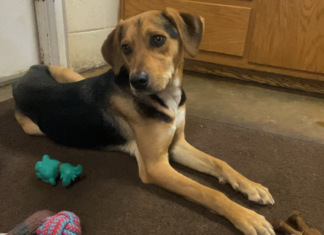 Pet of the Week: Make some room for Murphy!