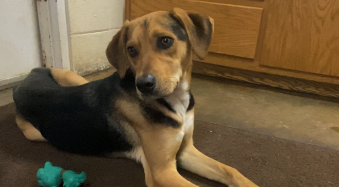 Pet of the Week: Make some room for Murphy!