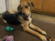 Pet of the Week: Make some room for Murphy!