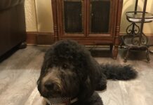Moss Service Funeral Home welcomes new therapy dog Milo