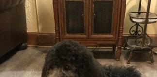 Moss Service Funeral Home welcomes new therapy dog Milo