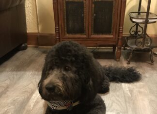 Moss Service Funeral Home welcomes new therapy dog Milo