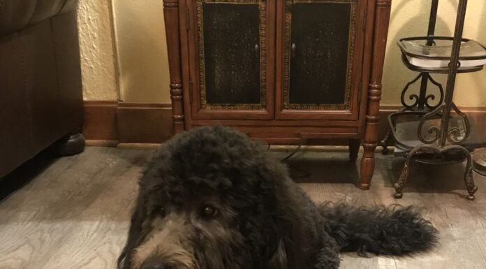 Moss Service Funeral Home welcomes new therapy dog Milo