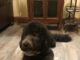 Moss Service Funeral Home welcomes new therapy dog Milo