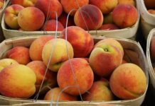 Alabama peach season to blossom or bust?