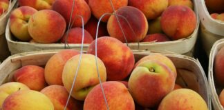 Alabama peach season to blossom or bust?