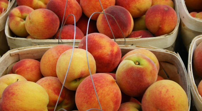Alabama peach season to blossom or bust?