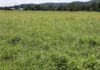 Weed management for spring forages
