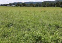 Weed management for spring forages