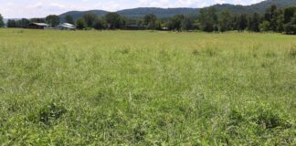 Weed management for spring forages