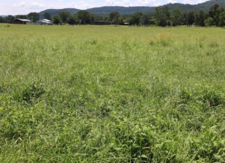 Weed management for spring forages