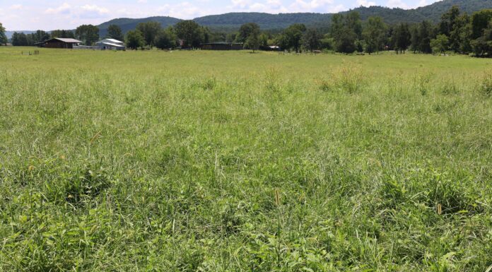 Weed management for spring forages