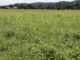 Weed management for spring forages