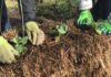 Straw bale gardening great alternative to planting a garden