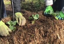 Straw bale gardening great alternative to planting a garden