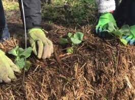 Straw bale gardening great alternative to planting a garden