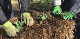 Straw bale gardening great alternative to planting a garden