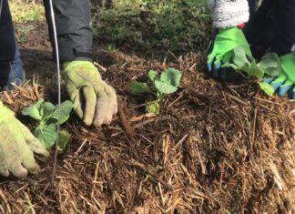 Straw bale gardening great alternative to planting a garden