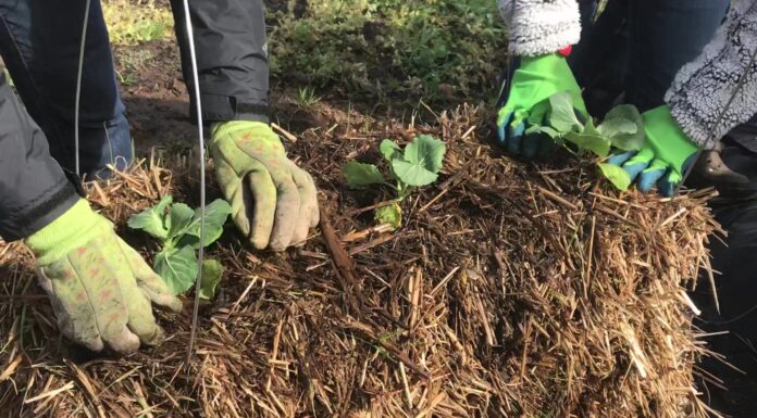 Straw bale gardening great alternative to planting a garden