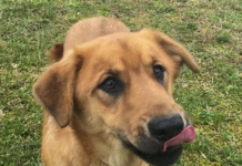 Bonus Pet of the Week: Jump into some fun with Jack!