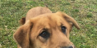 Bonus Pet of the Week: Jump into some fun with Jack!