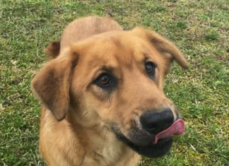 Bonus Pet of the Week: Jump into some fun with Jack!