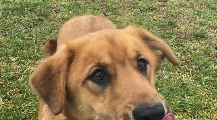 Bonus Pet of the Week: Jump into some fun with Jack!