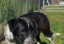 Pet of the Week: Bring home some fun with Blaze!