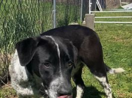 Pet of the Week: Bring home some fun with Blaze!