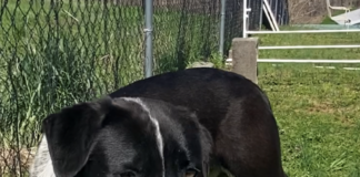 Pet of the Week: Bring home some fun with Blaze!