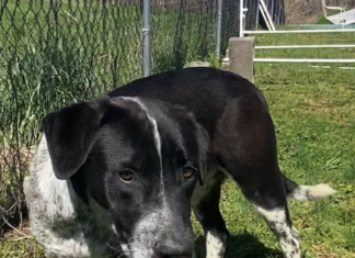 Pet of the Week: Bring home some fun with Blaze!