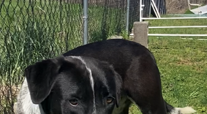 Pet of the Week: Bring home some fun with Blaze!