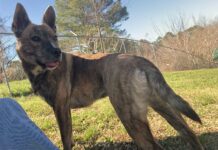 Pet of the Week: Catch up with Kit!